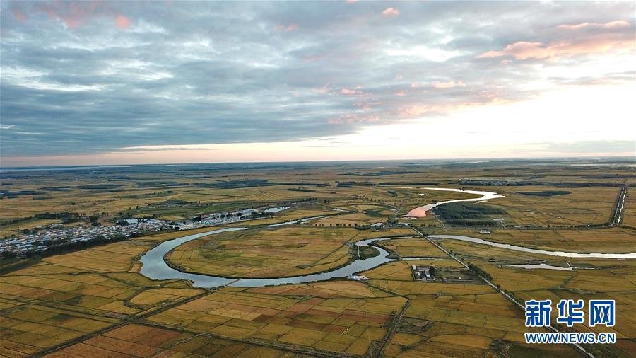 吉林省白城市镇赉县大屯镇的稻田。新华社记者 张楠 摄