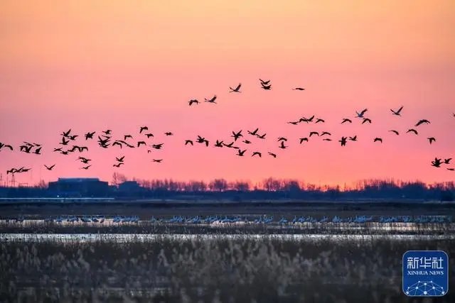 候鸟从吉林省白城市镇赉县莫莫格国家级自然保护区上空飞过。新华社记者 张楠 摄