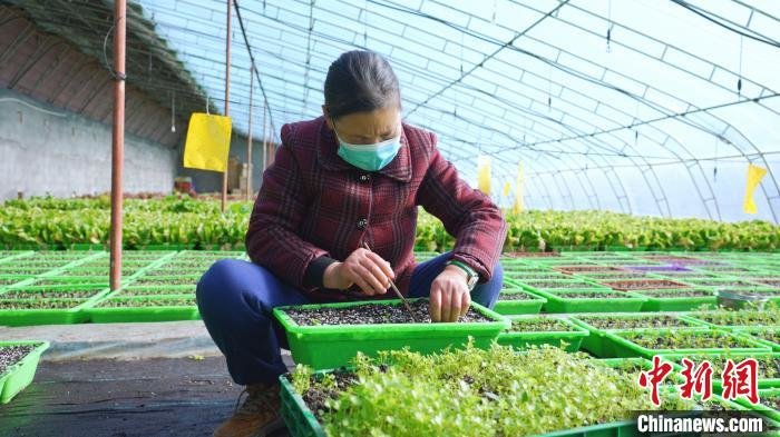 村民正在对盆栽蔬菜进行移植。　孙艳雪 摄