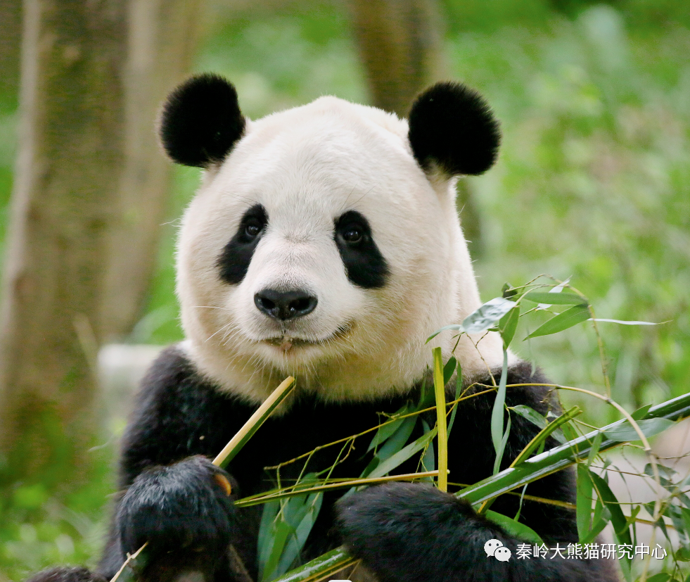 秦岭野生动物园大熊猫图片