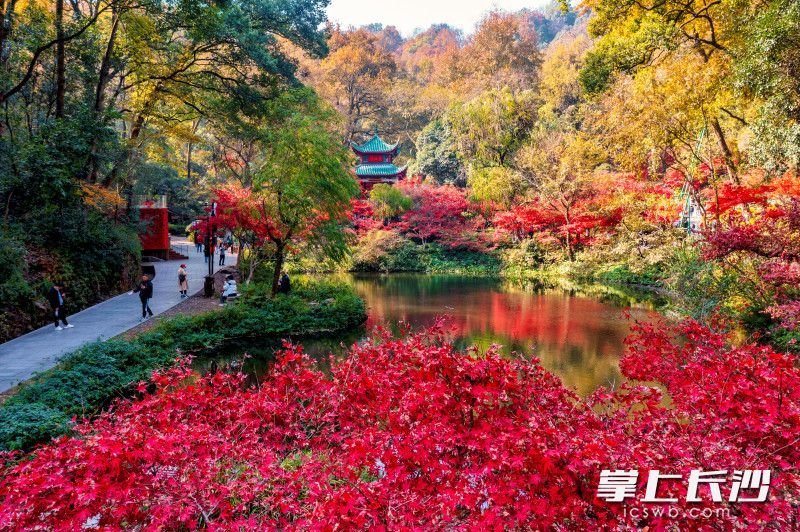 岳麓山迎来一年里最佳观赏时节，万山红遍，层林尽染。长沙晚报全媒体记者 陈飞 摄