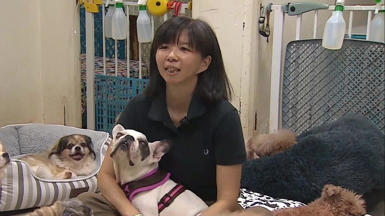 谢婉仪住在救援中心过着非人的生活,只为方便照顾狗狗