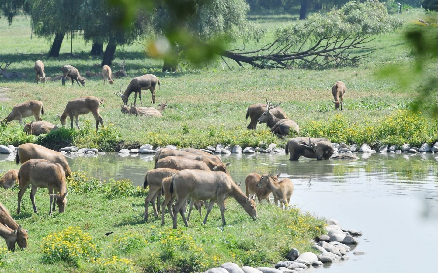 2019年8月24日，北京南海子麋鹿苑，鹿群在悠闲地吃草。资料图片/新京报记者 李木易 摄