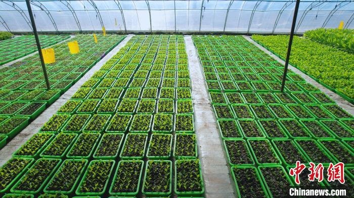 河北武邑盆栽蔬菜俏销市场带动800余农户增收