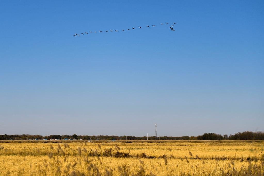 在大安市联合乡万福村，成群候鸟在稻田上飞过。新华社记者 许畅 摄