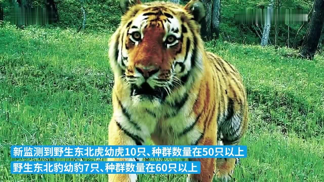 东北虎豹国家公园监测到幼虎10只幼豹7只