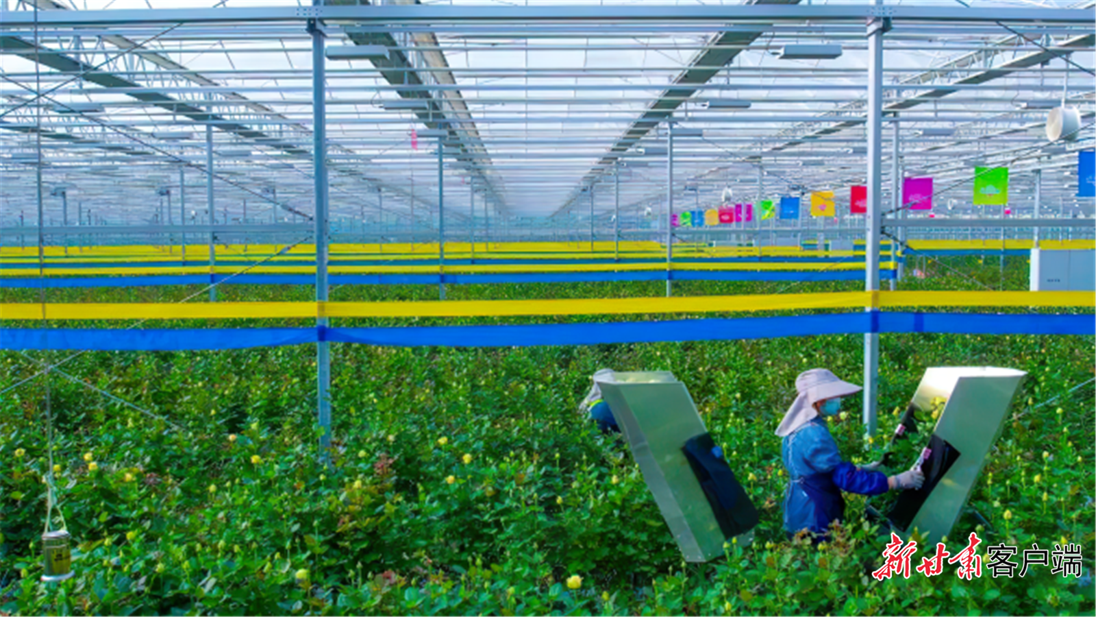 临夏百益亿农国际鲜花港