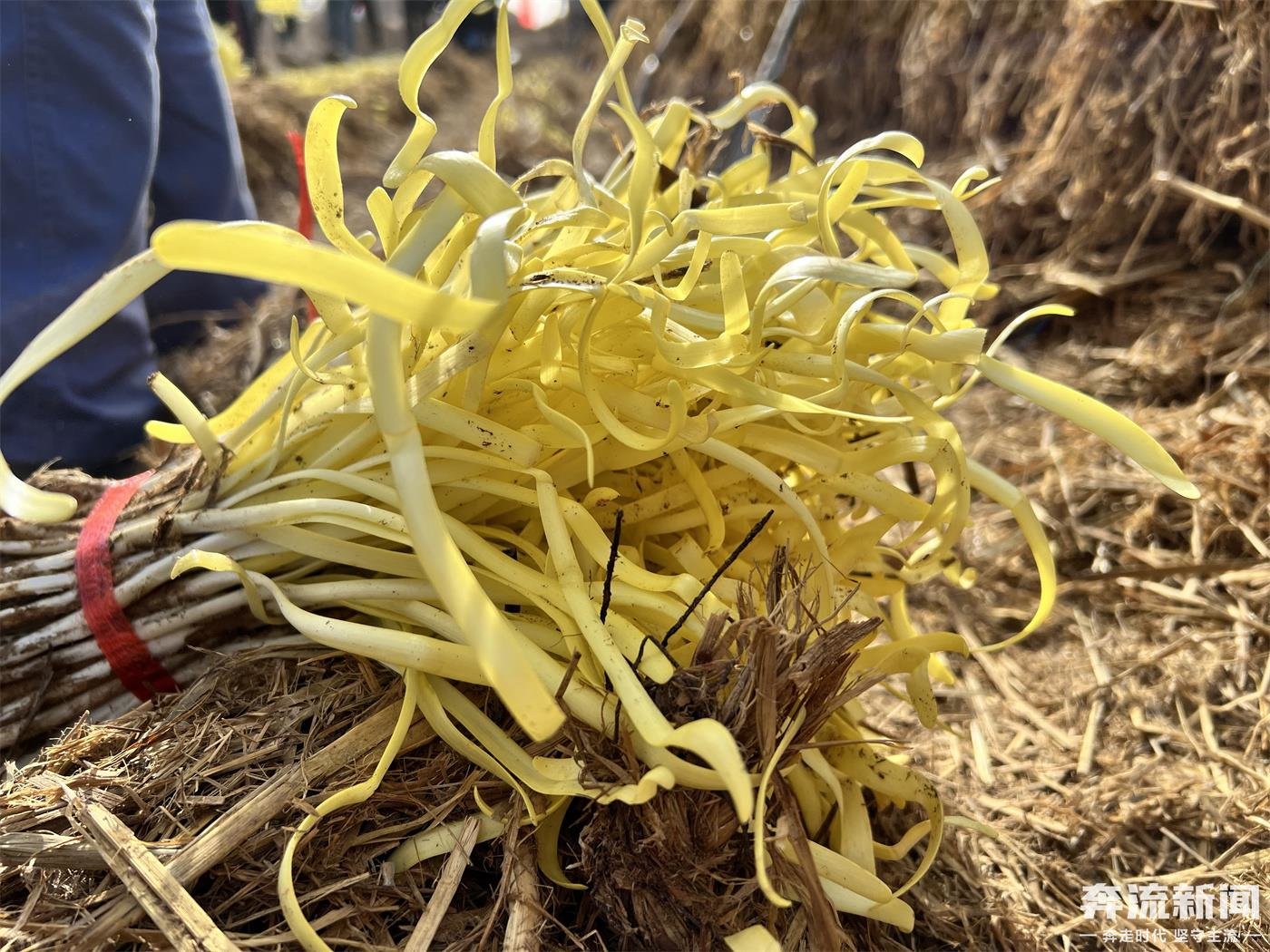 开镰咯！一年“淘金”“韭”趁现在