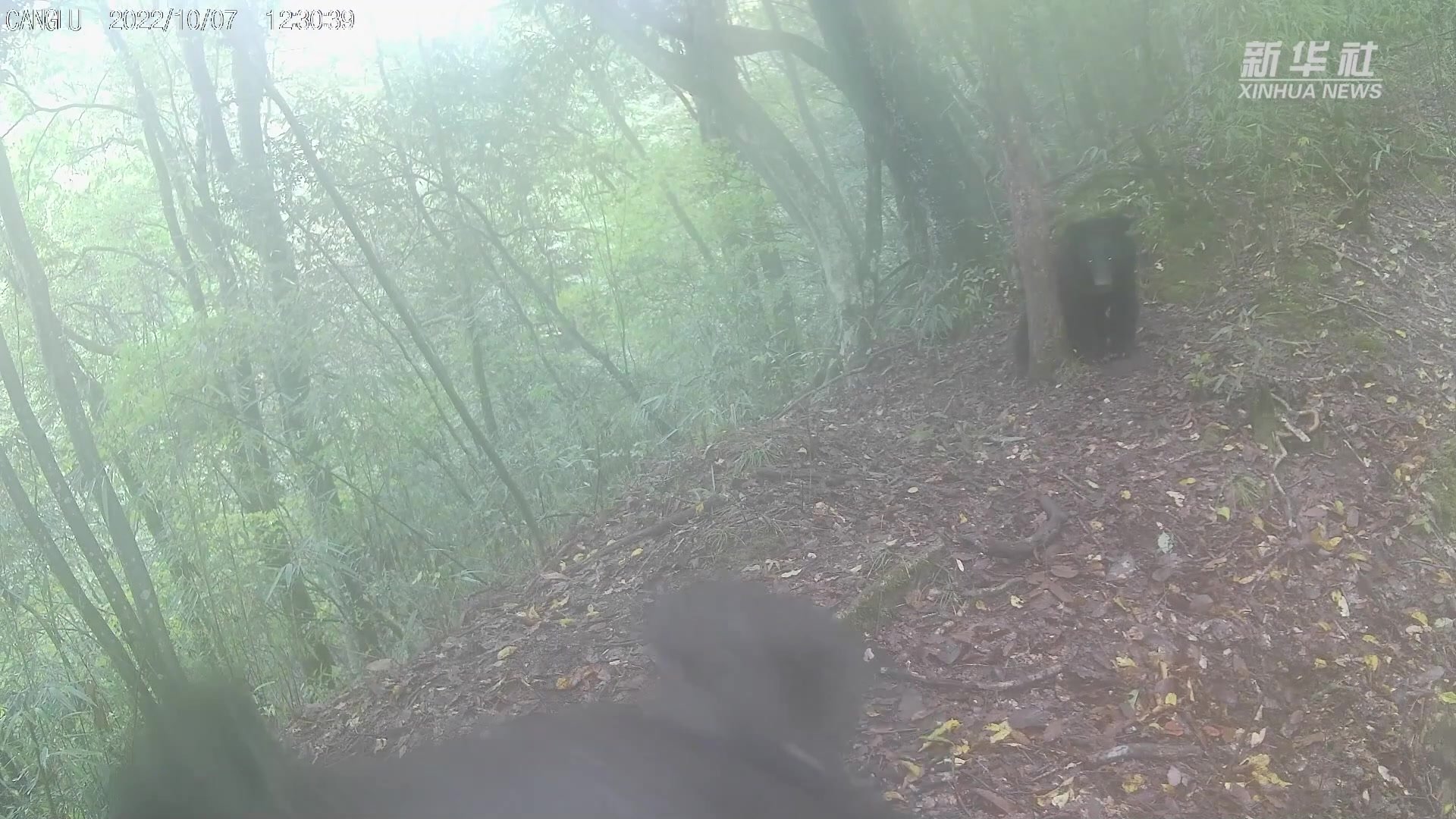 四只黑熊“亲子共游”　“熊孩子”玩坏红外相机