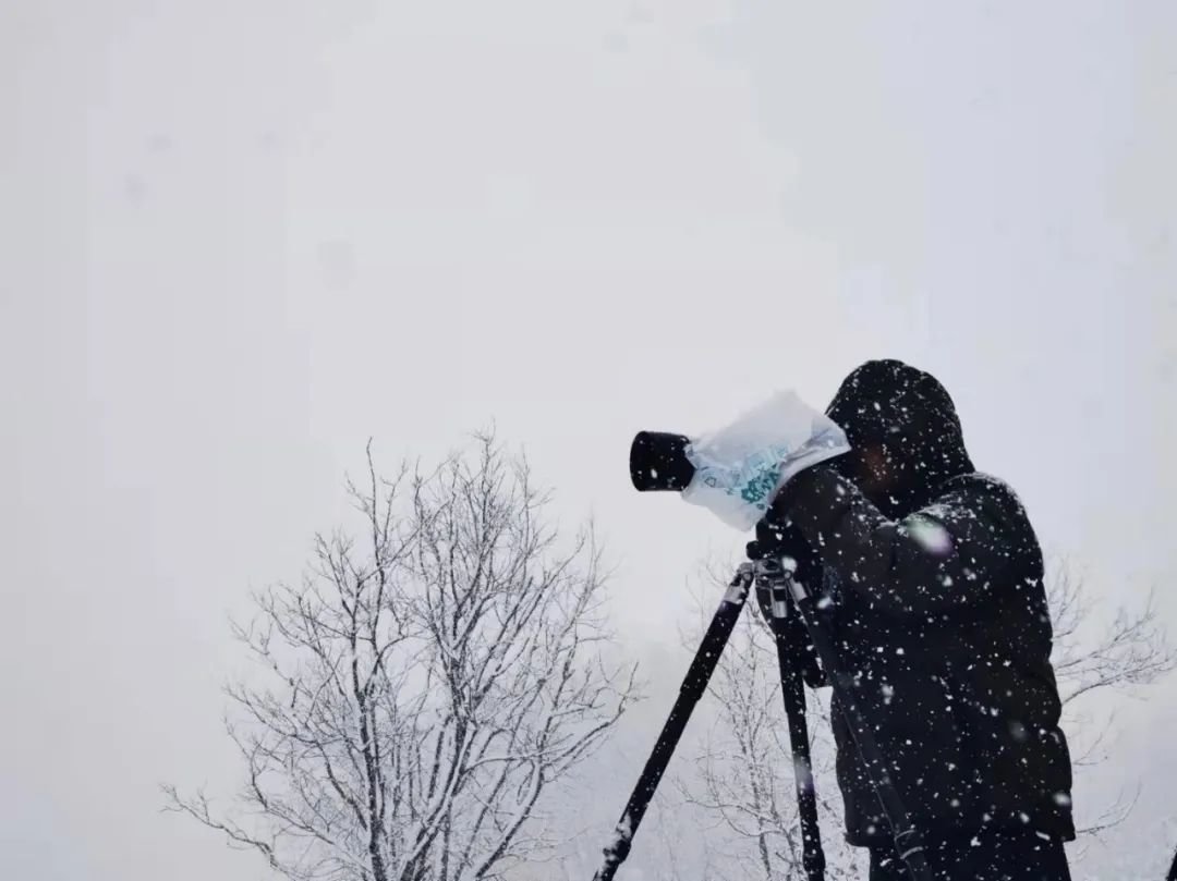 潘清泉在雪地拍摄天鹅