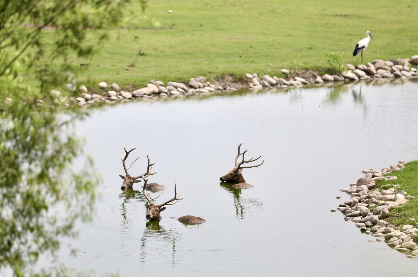 2022年8月17日，北京南海子麋鹿苑，三只麋鹿正泡在水中降温纳凉。资料图片/新京报记者 王飞 摄