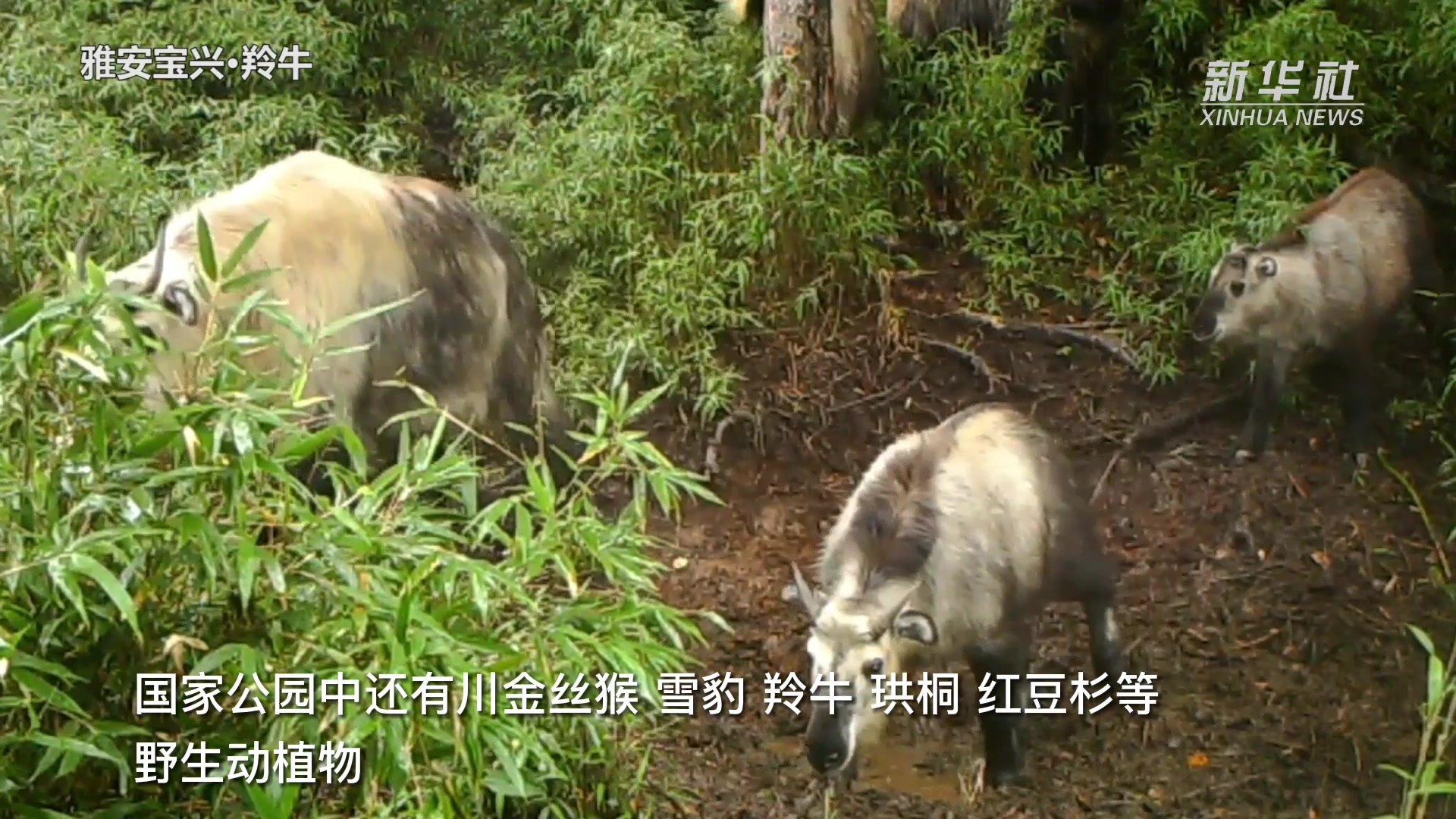 保护生物多样性“大熊猫王国”生机盎然