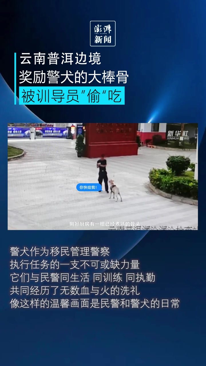 奖励警犬“飞豹”的大棒骨被训导员“偷”吃