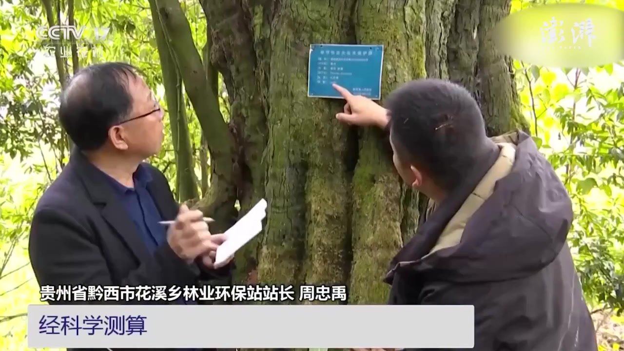 树龄超1300年！贵州发现“国保级”千年古树名木乌柿树