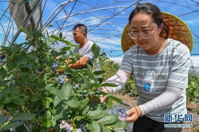在吉林省白城市洮北区青山镇黎明村，村民王伟（右）、才洪力在采摘蓝莓。新华社记者 张楠 摄