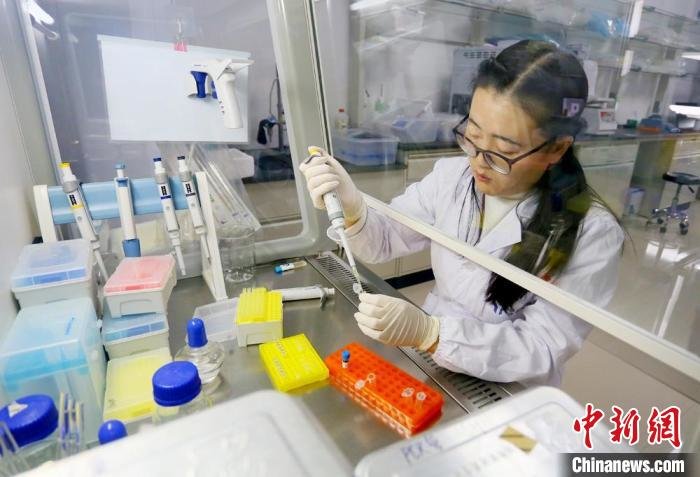 位于兰州高新区的兰州华帜天成生物科技有限责任公司内，科研人员在进行阳性克隆鉴定。(资料图) 高展 摄