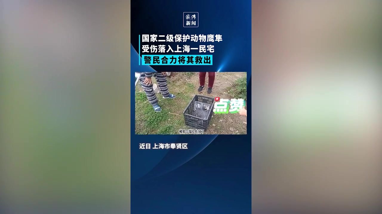 上海一民宅内发现国家二级保护动物鹰隼，警民携手将其救出