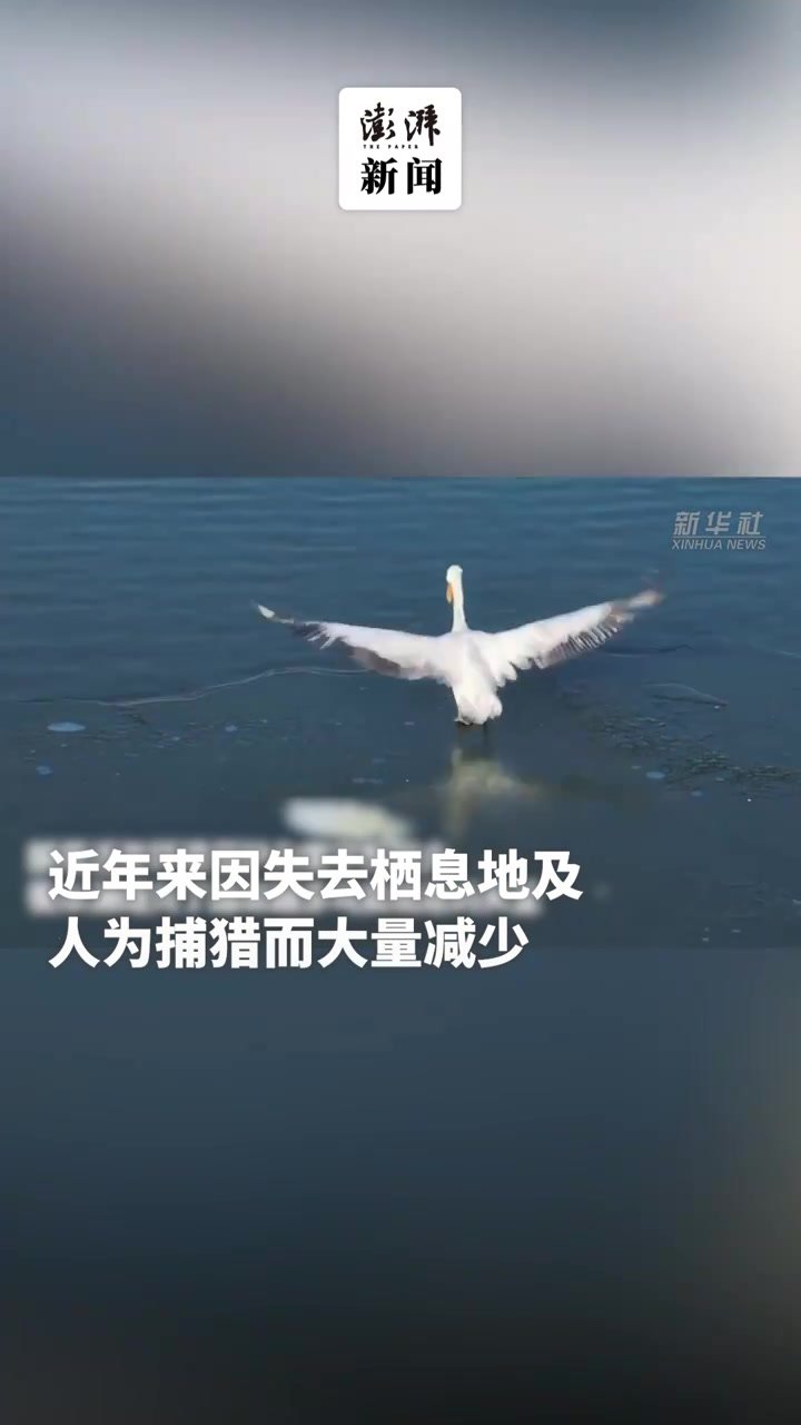 国家一级保护动物卷羽鹈鹕时隔十年再现衡水湖