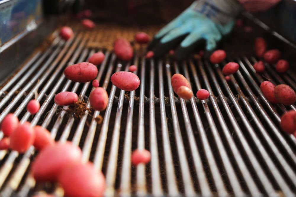 12月20日，在定西市安定区香泉镇马铃薯产业园内，工人在收获无土栽培的马铃薯原原种。新华社发（王克贤 摄）