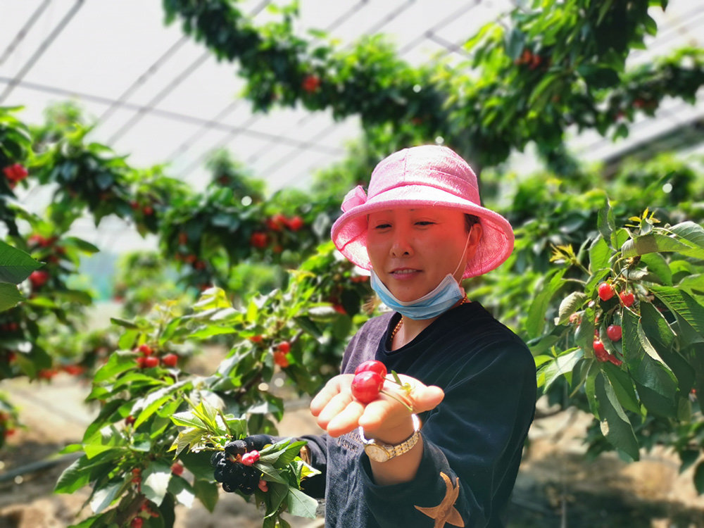 松原市宁江区杨家村采摘区美早樱桃喜获丰收。（松原市委宣传部供图）