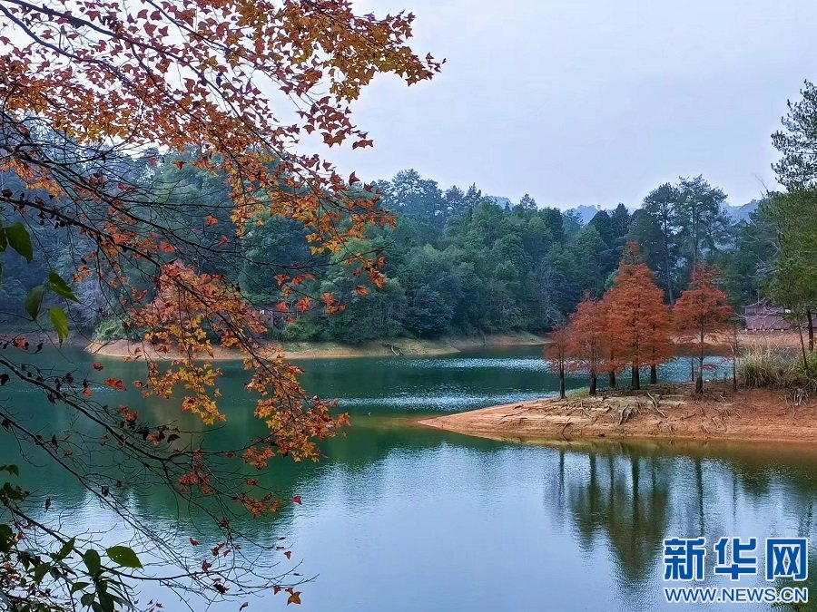 上犹县阳明湖景区的枫叶进入最佳观赏期.新华网发 王健 摄