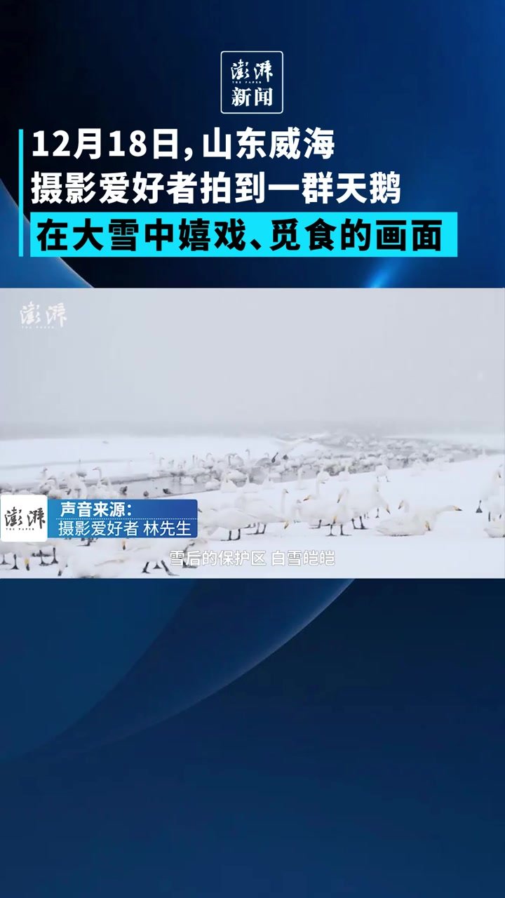 摄影爱好者拍到成群天鹅在雪中嬉戏、觅食