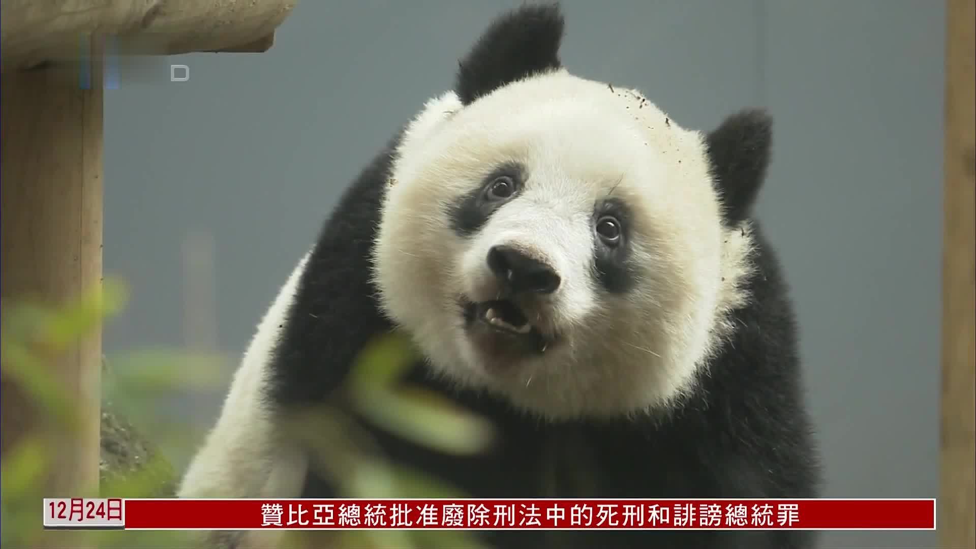 旅日大熊猫“香香”将于明年2月回中国