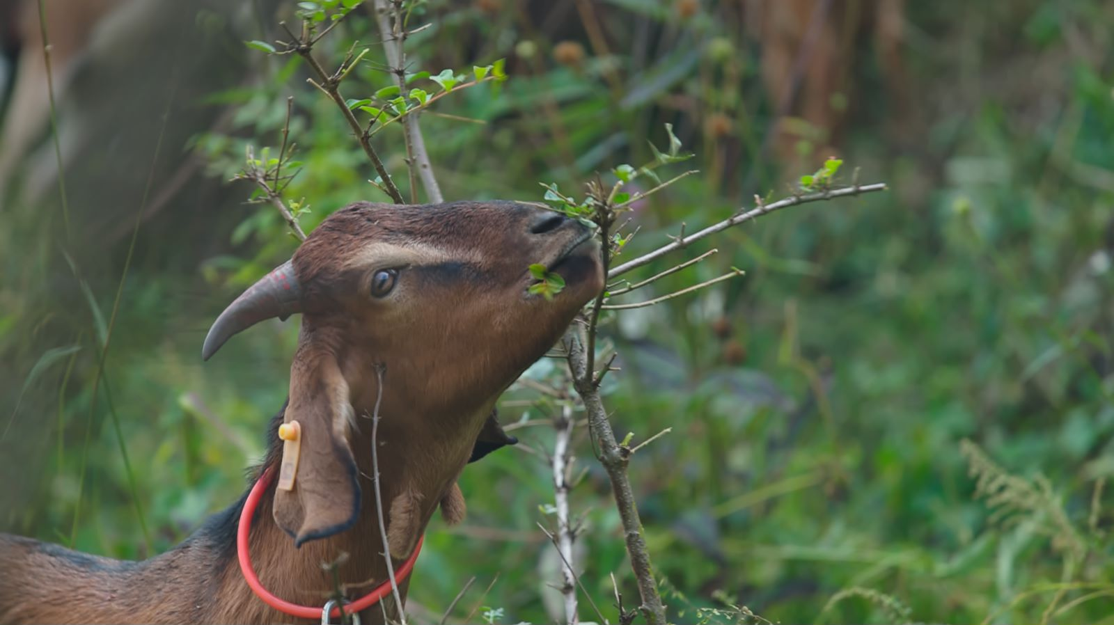 吃树叶的麻羊谈起自己的羊,已经是老板的张勇立刻变