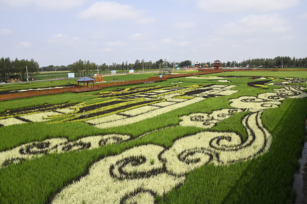 乾安县大遐畜牧场稻田公园项目，是推动现代农业提档升级、产业融合的示范项目。肖鹏 摄