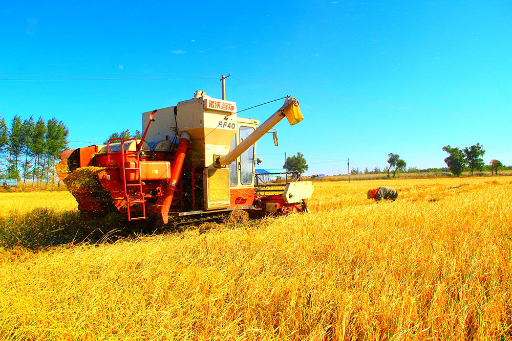 松原市宁江区大洼镇于家村“一亩田”项目。（松原市委宣传部供图）