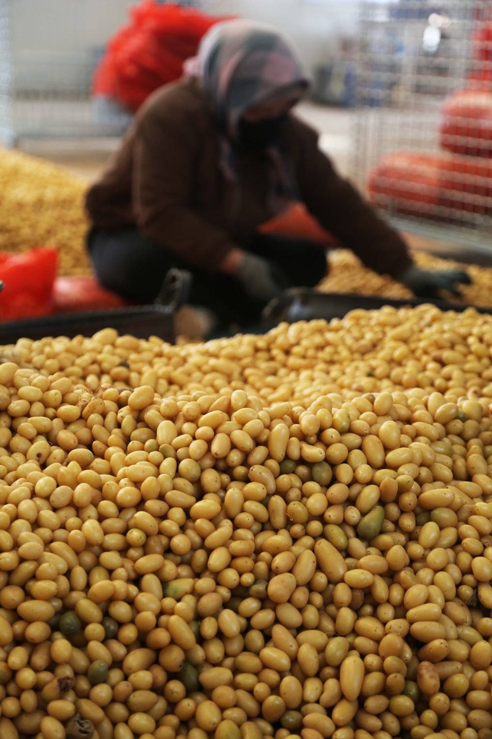 12月20日，在定西市安定区香泉镇马铃薯产业园内，工人在筛选马铃薯原原种。新华社发（王克贤 摄）