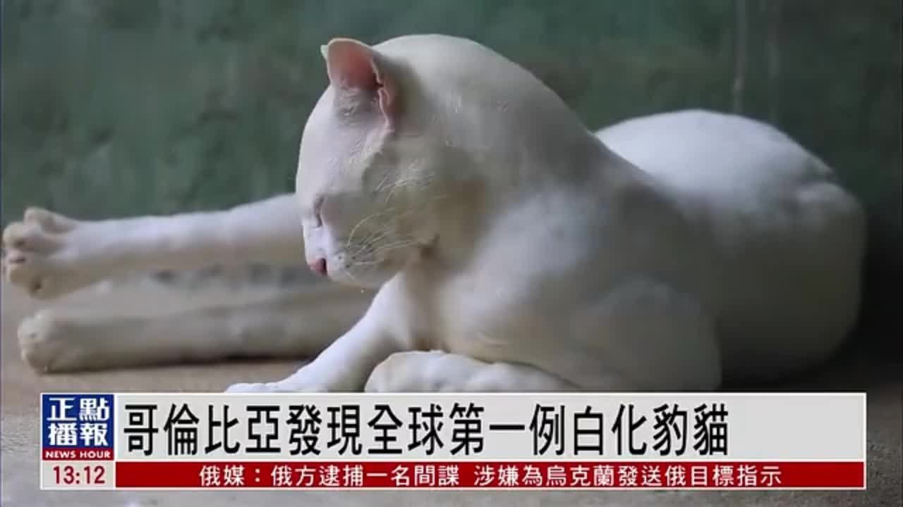 哥伦比亚发现全球第一例白化豹猫