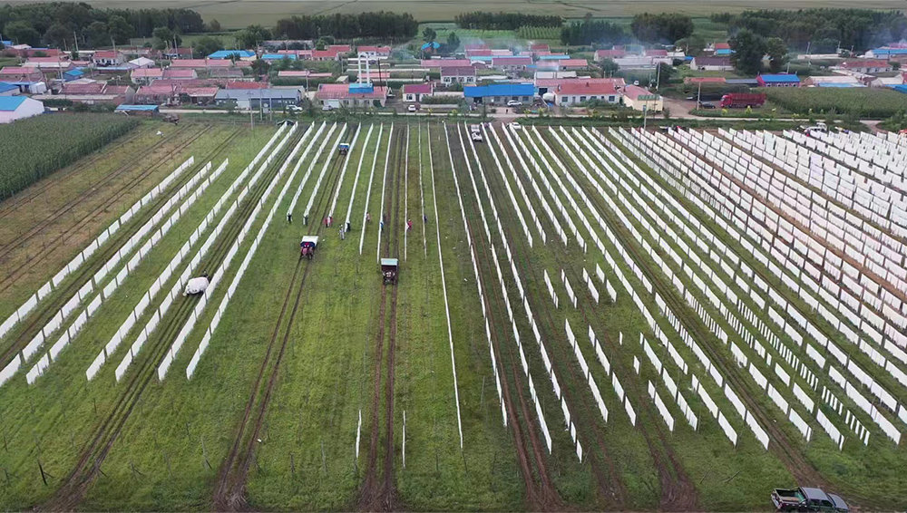 长岭县三青山镇打造马铃薯小镇，粉条加工业再焕生机。图为当地正在生产和晾晒粉条的场面。（松原市委宣传部供图）