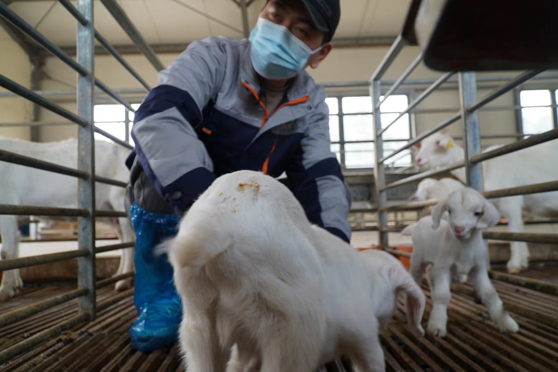 一年拯救600只小羊 AI羊娩识别系统落地上海崇明_凤凰网