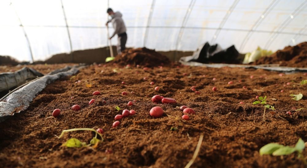 12月20日，在定西市安定区香泉镇马铃薯产业园内，工人在收获无土栽培的马铃薯原原种。新华社发（王克贤 摄）