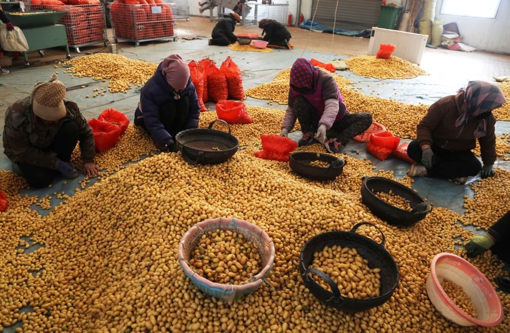 12月20日，在定西市安定区香泉镇马铃薯产业园内，工人在筛选马铃薯原原种。新华社发（王克贤 摄）