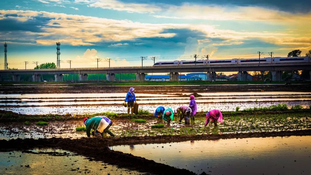 上 榆树稻花香满大地 李畔溪摄 下 插秧曲 范永辉摄
