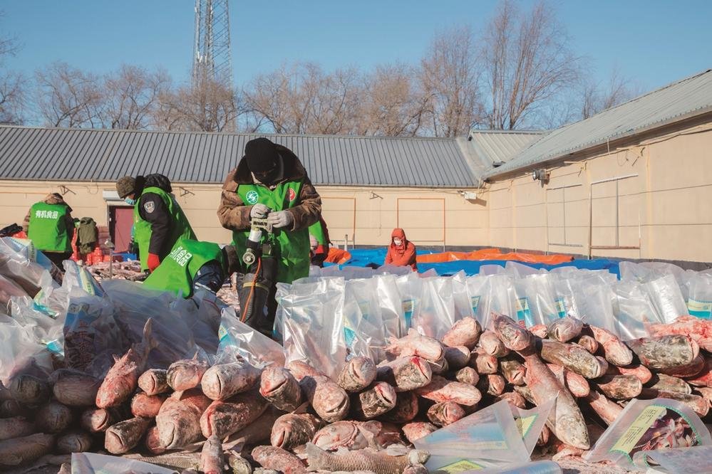 查干湖渔业公司的院子里,渔工们将捕捞的鱼分类打包准备销往各地。