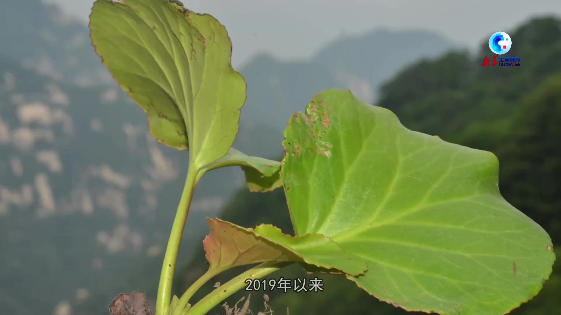 全球连线｜小秦岭重回动植物宜居之地