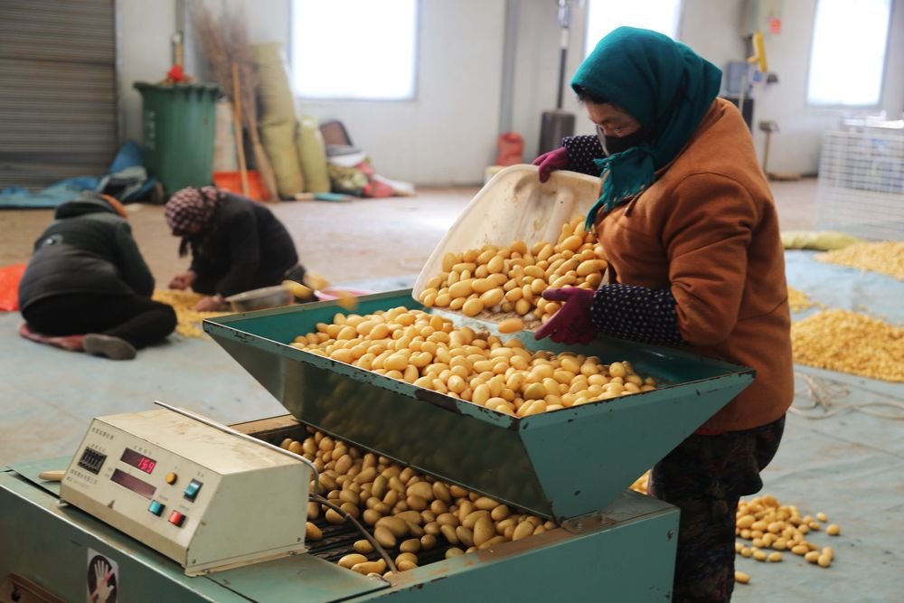 12月20日，在定西市安定区香泉镇马铃薯产业园内，工人将马铃薯原原种装袋。新华社发（王克贤 摄）