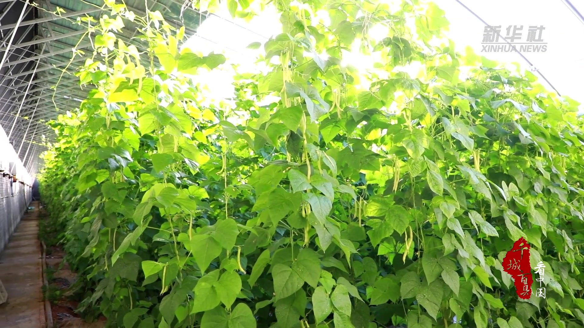 千城百县看中国｜河北徐水：让百姓的菜篮子果盘子四季不断档