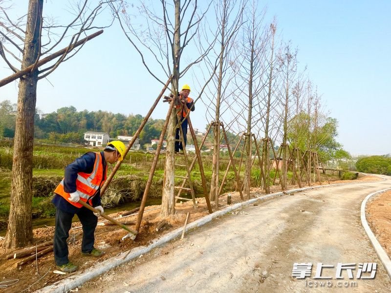 记者在绿道跳马片区金屏段施工现场看到，工人们正在紧张施工当中。 全媒体记者 周游 通讯员 高兴 摄
