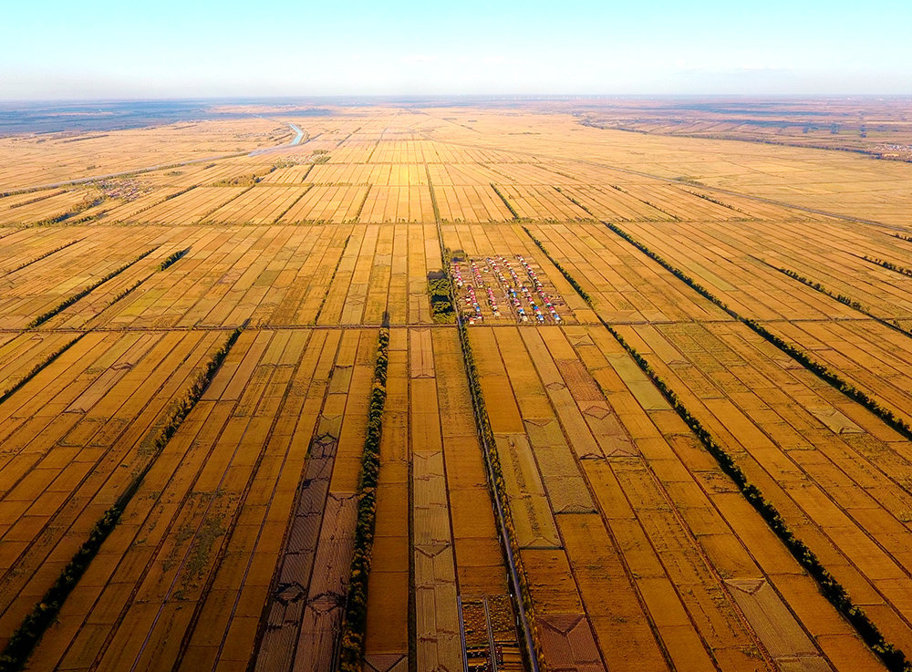 前郭灌区红光千米条田丰收。佟峻山 摄