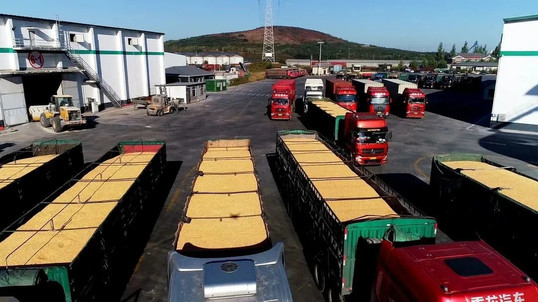 中远海运物流供应链全力以赴畅"粮道"护"粮安"