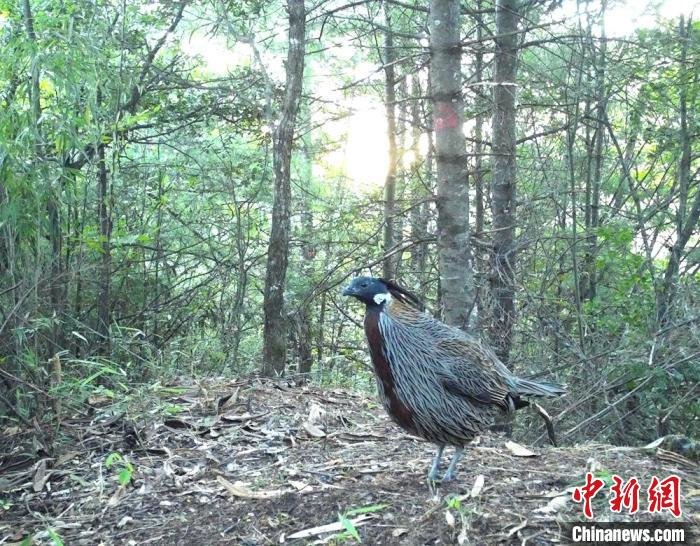 国家二级保护动物勺鸡现身湖北堵河源保护区