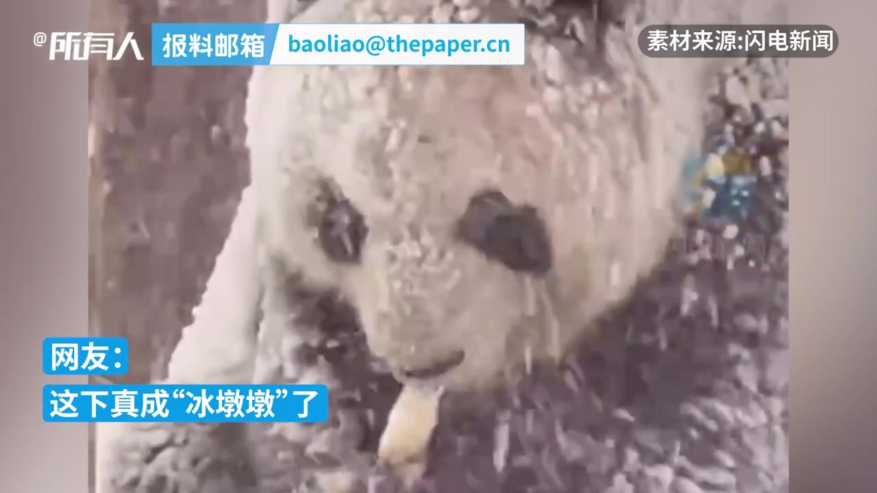 威海降暴雪，大熊猫雪中开“吃播”