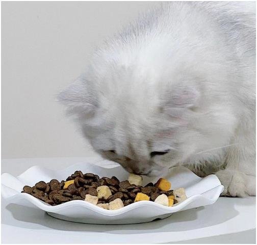 测评蓝宝食猫粮怎么样？带你掌握选猫”