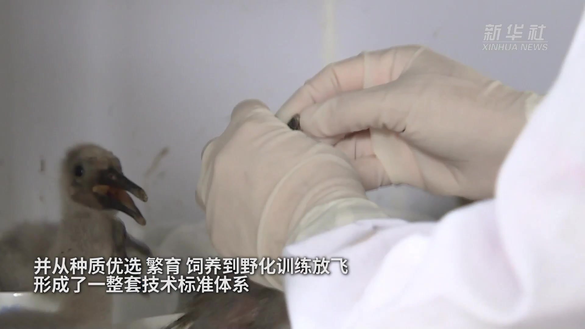 新华全媒+|浙江德清:重建南方朱鹮种群“摇篮”_凤凰网视频_凤凰网