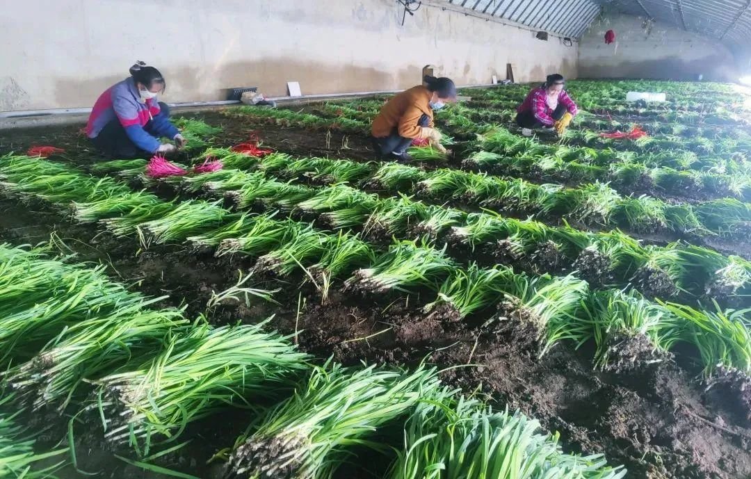 瓜州农业生产复工忙 保障“菜篮子”产得出供得上