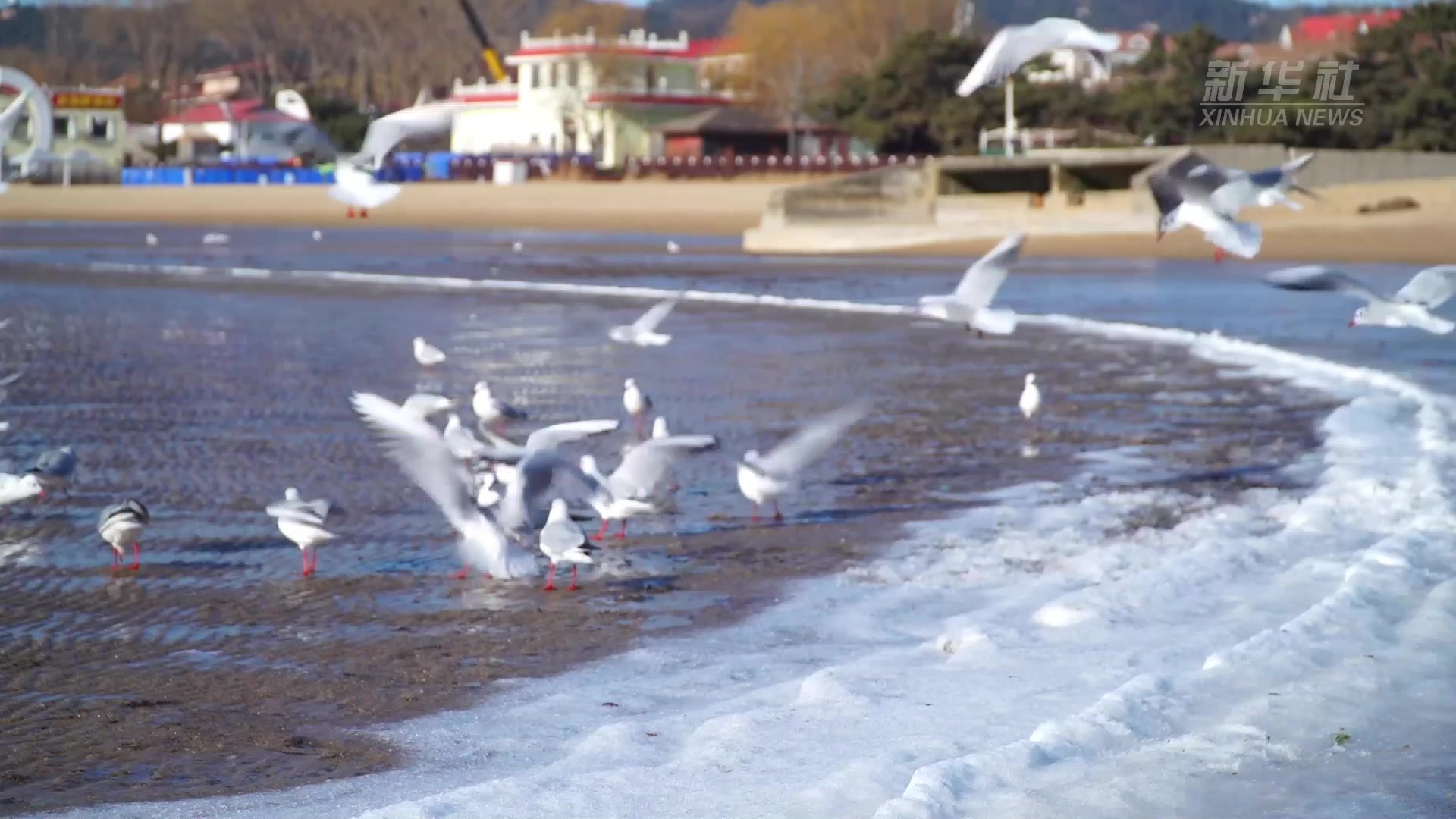 河北秦皇岛：海岸沿线现海冰